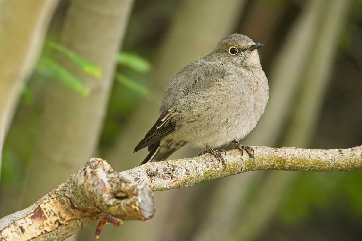 Townsend's Solitaire - James Moodie