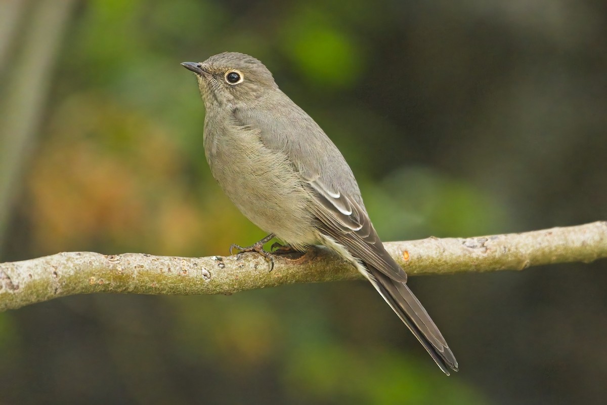 Townsend's Solitaire - James Moodie