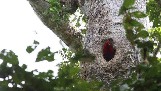 Papuan Eclectus - ML486334