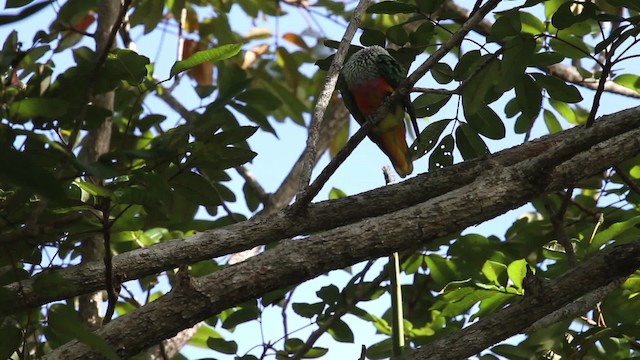 Rose-crowned Fruit-Dove - ML486335