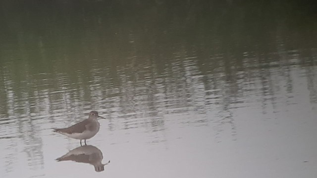 Solitary Sandpiper - ML486335251