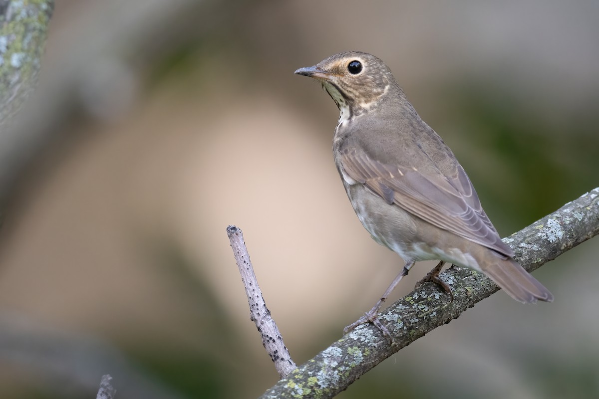 Swainson's Thrush - ML486335811