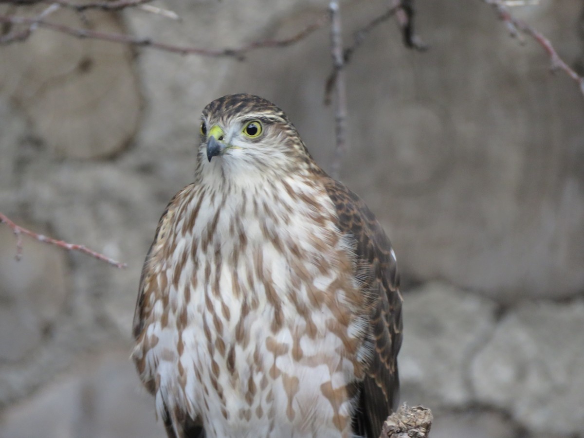 Sharp-shinned Hawk - ML486336401