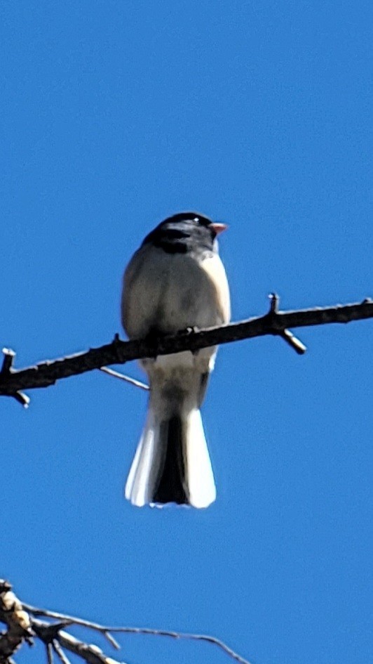 Dark-eyed Junco - ML486337051