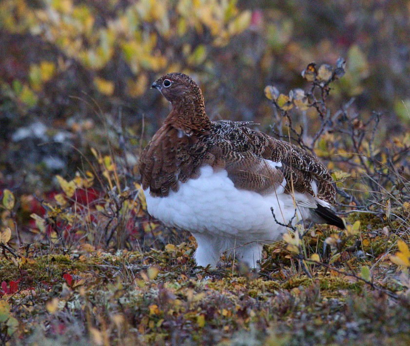 Moorschneehuhn - ML486337341