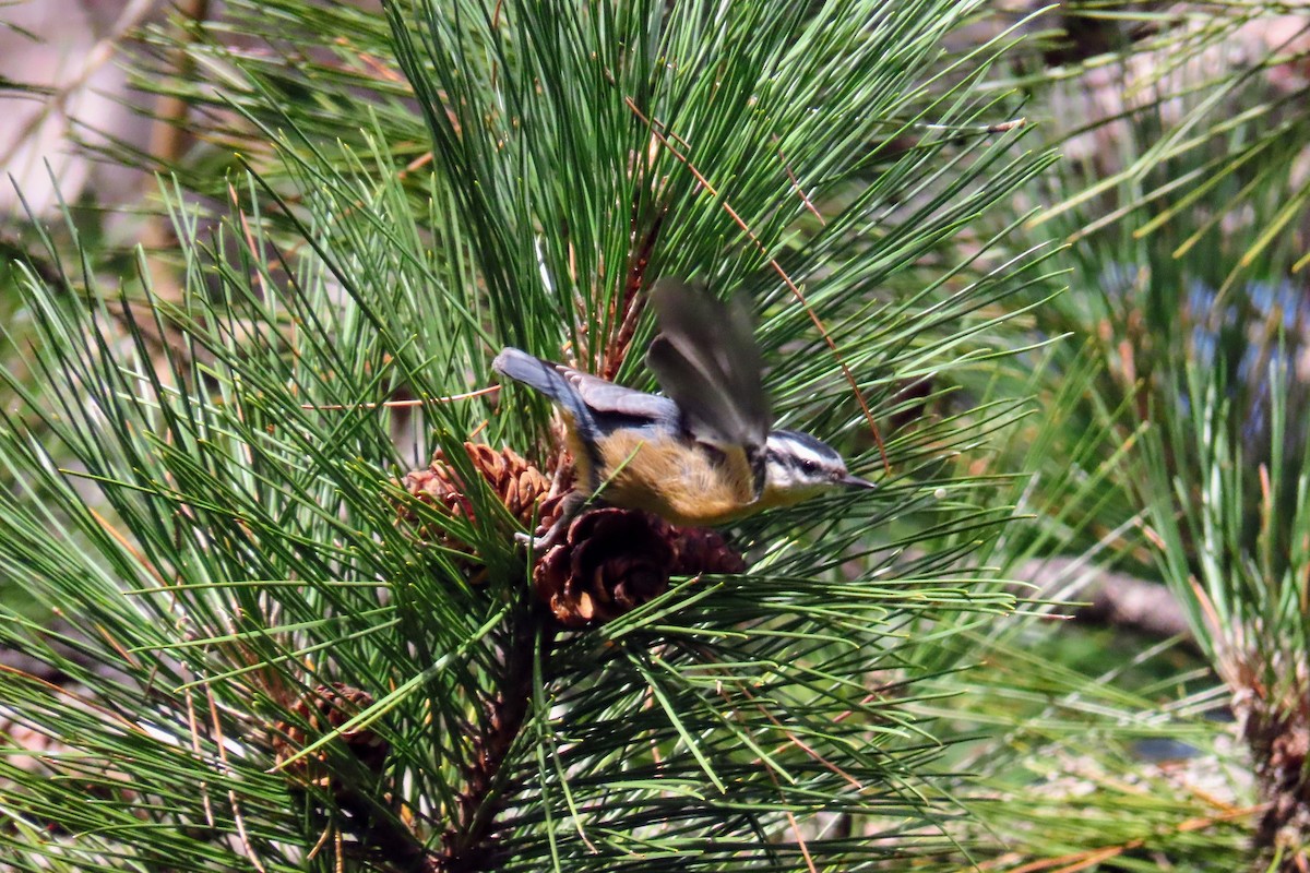 Red-breasted Nuthatch - ML486337351