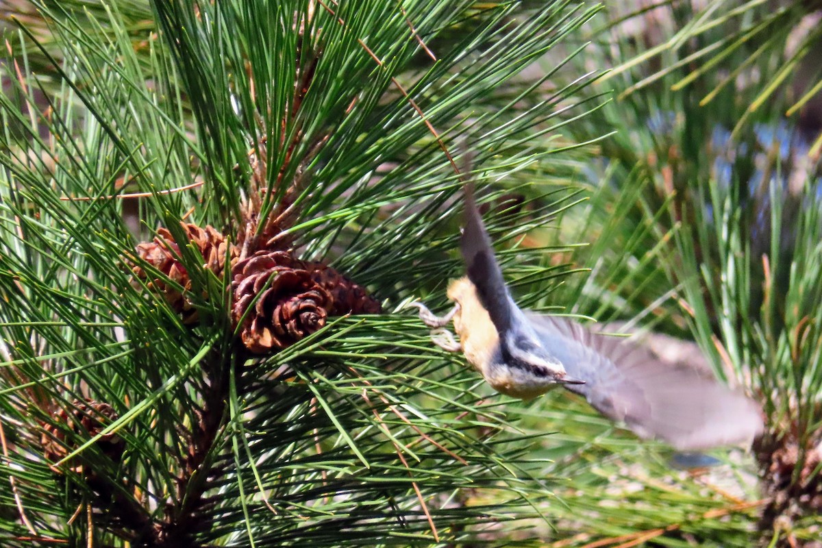 Red-breasted Nuthatch - ML486337361