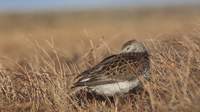 Bécasseau variable - ML486338