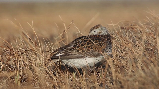 Alpenstrandläufer - ML486339