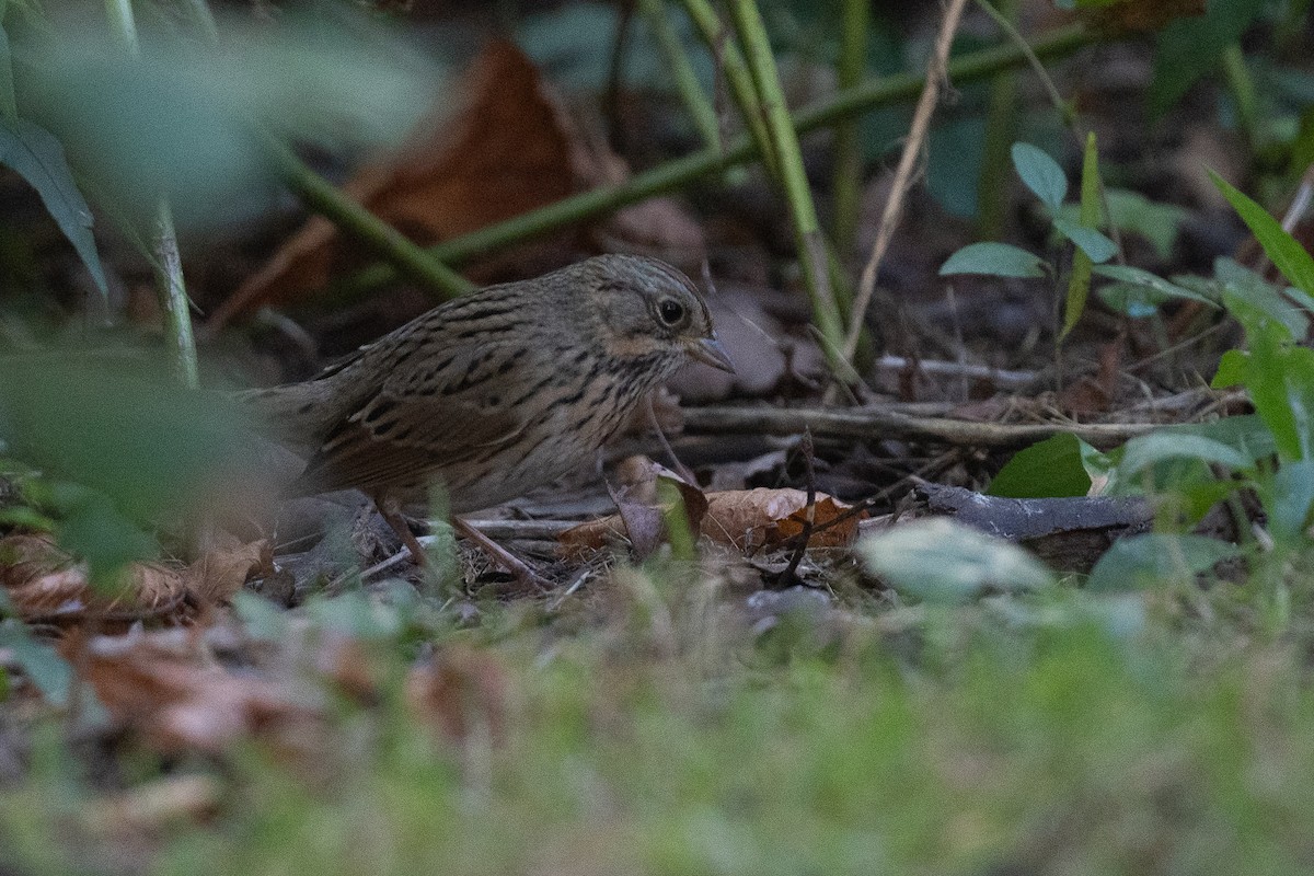 Lincoln's Sparrow - ML486339111