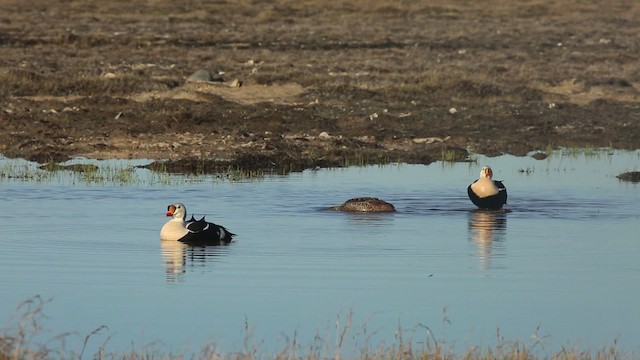 kajka královská - ML486340