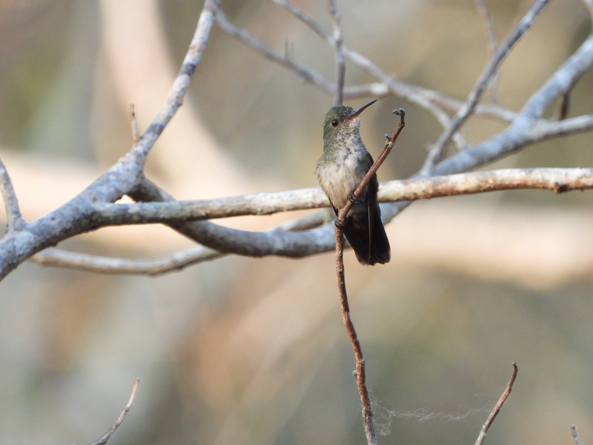 Fork-tailed Woodnymph - Marcie  Jacklin