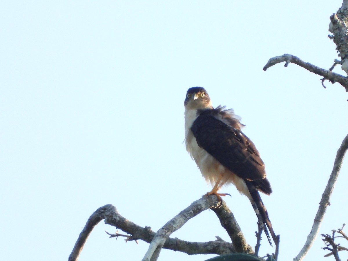 Bicolored Hawk - ML486340611