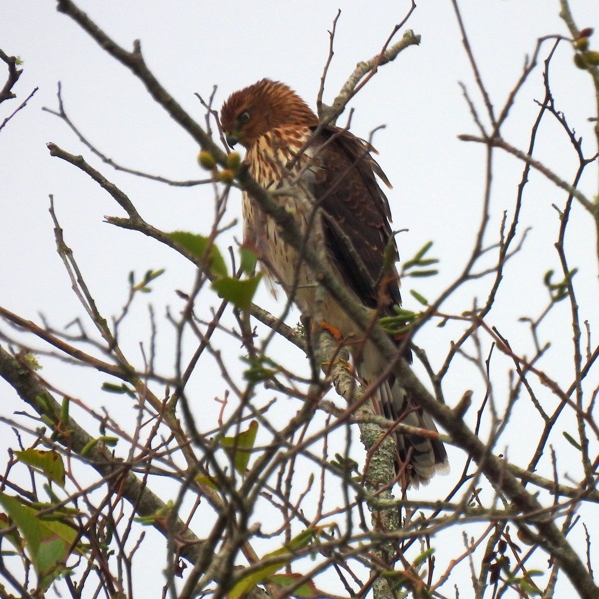 Cooper's Hawk - ML486341961