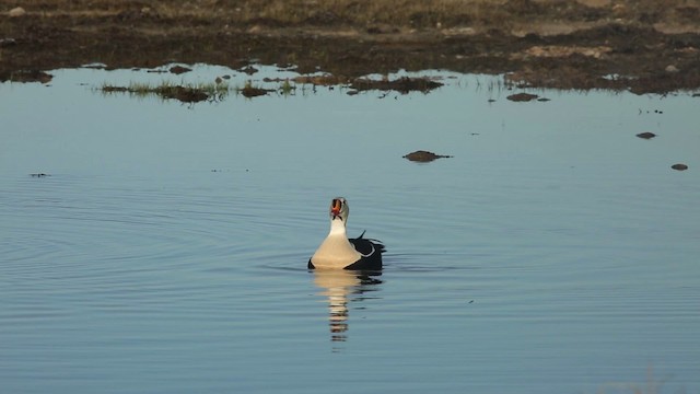 Eider à tête grise - ML486342