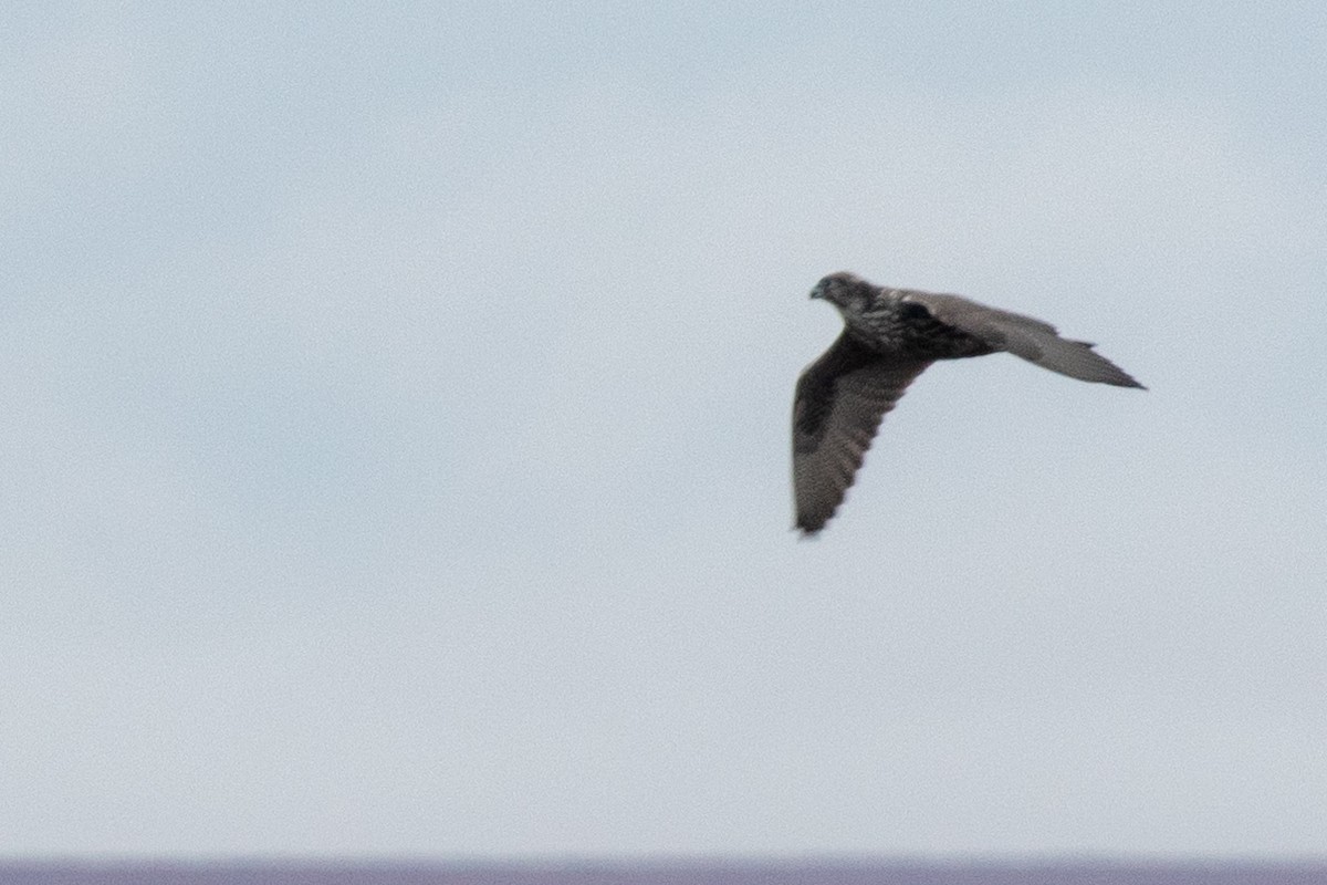 Gyrfalcon - ML486342091