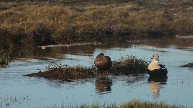 Eider à tête grise - ML486343