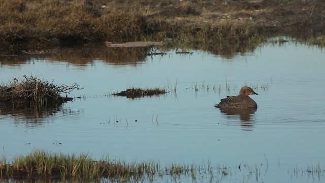 Гага-гребенушка - ML486344