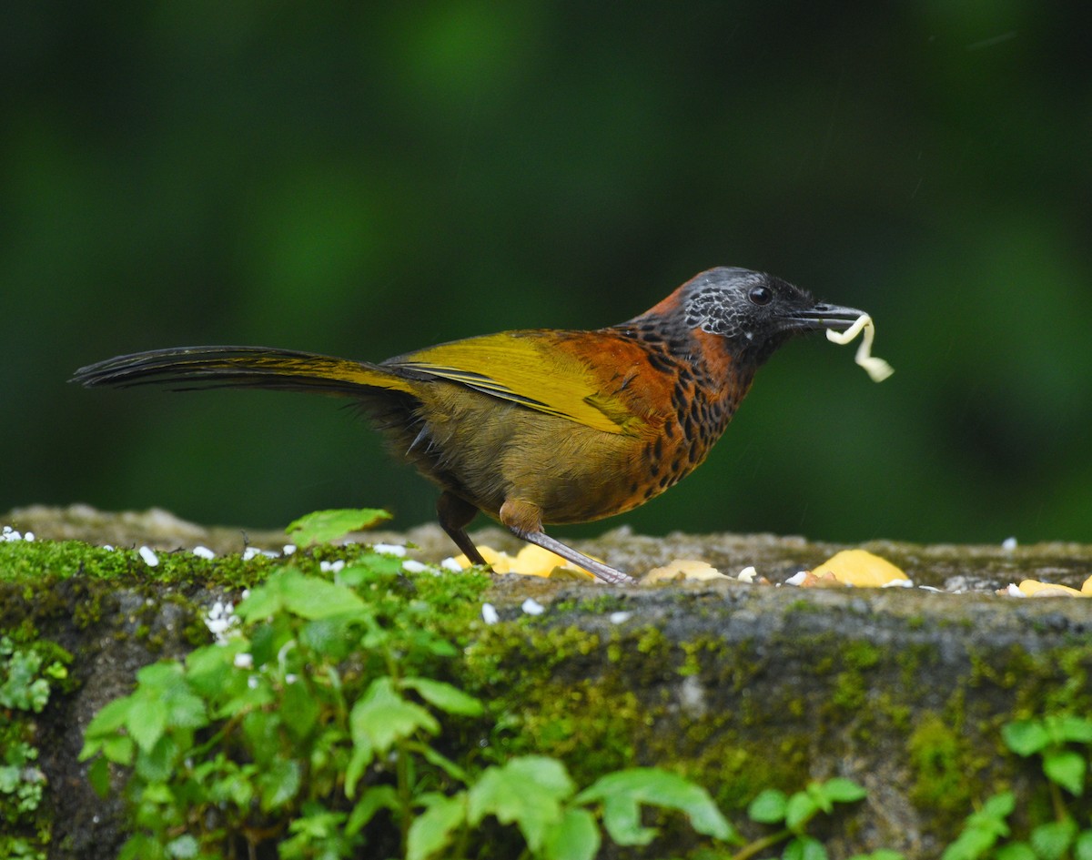 Chestnut-crowned Laughingthrush - Anish  Bera