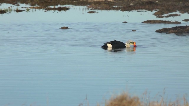 Eider à tête grise - ML486345