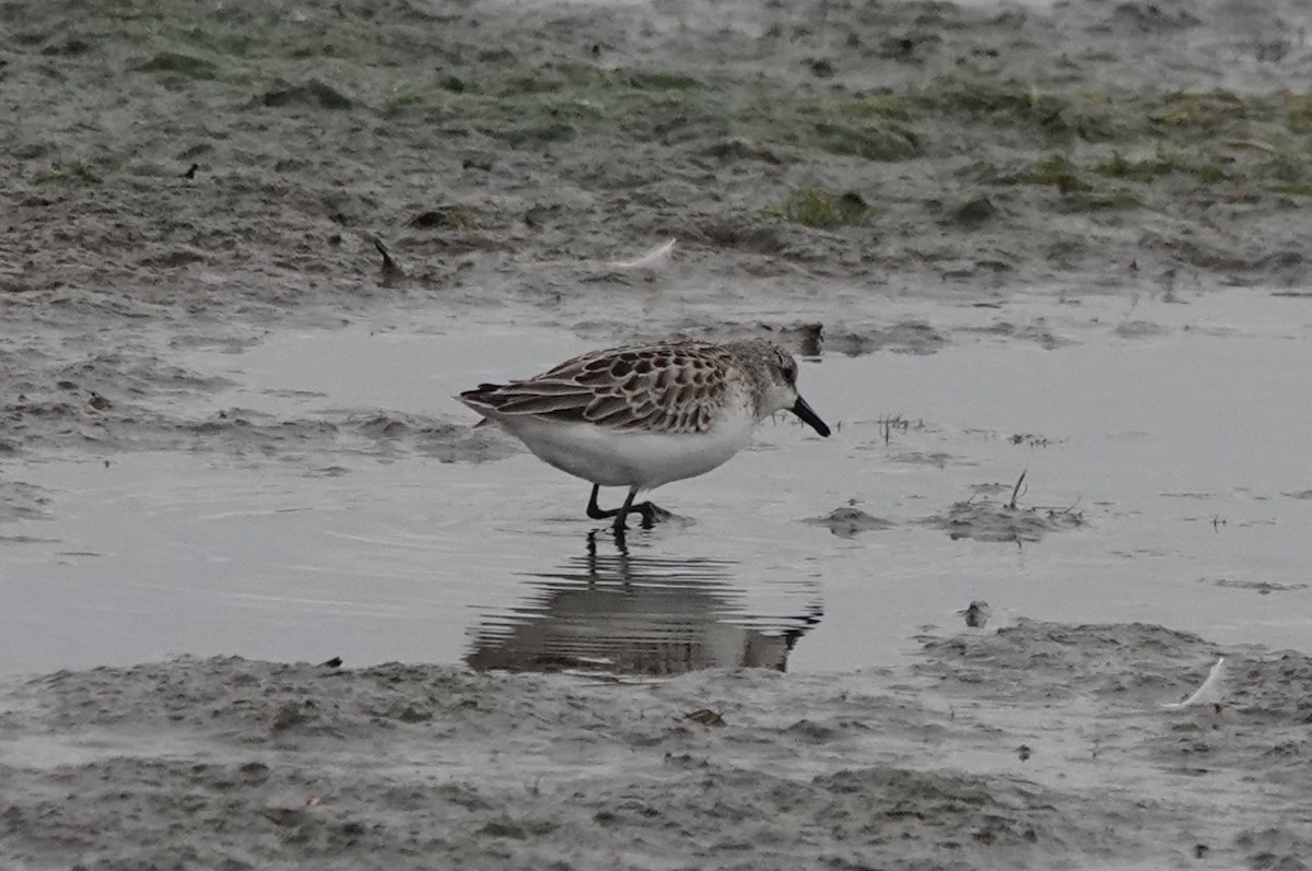 Semipalmated Sandpiper - ML486345221