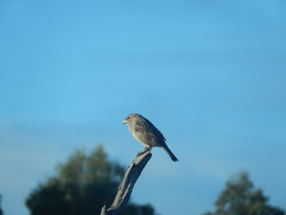 House Sparrow - ML486345571