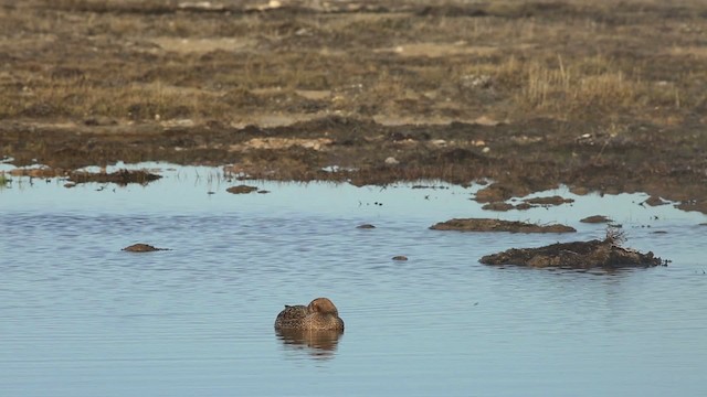 Пухівка горбатодзьоба - ML486346