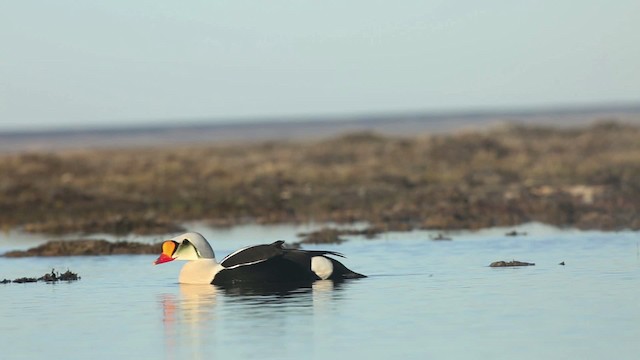 Eider à tête grise - ML486347