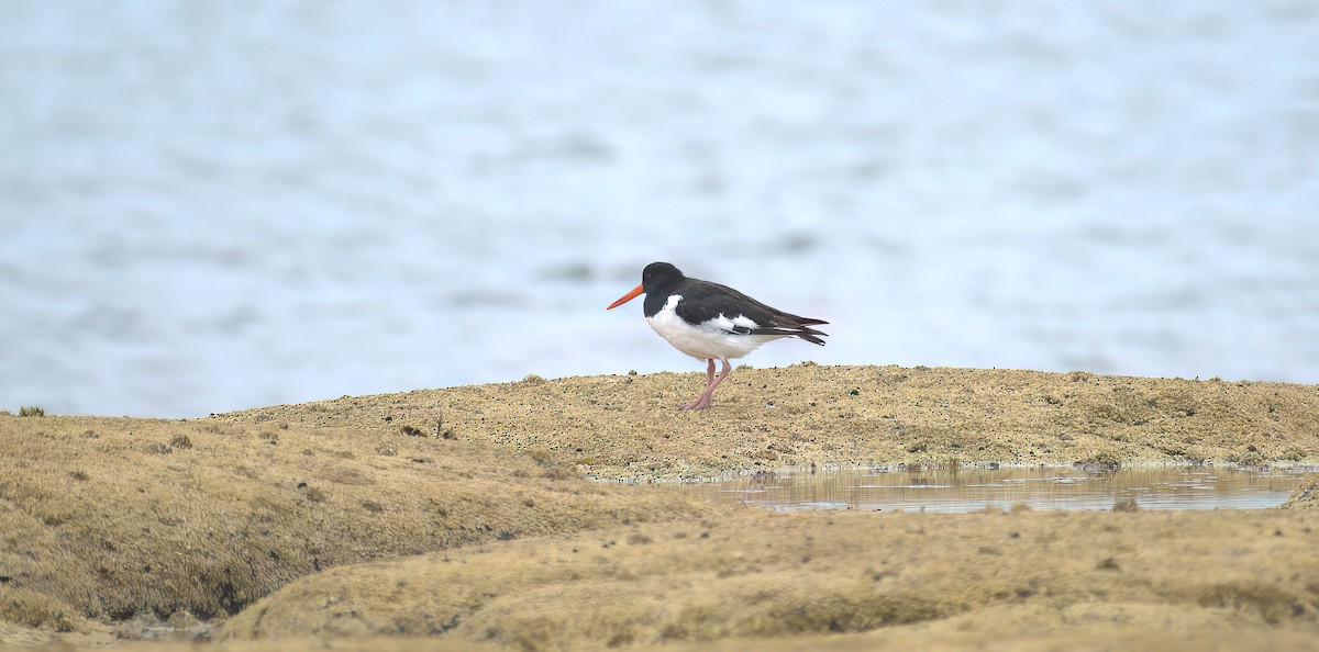 Eurasian Oystercatcher - ML486347141