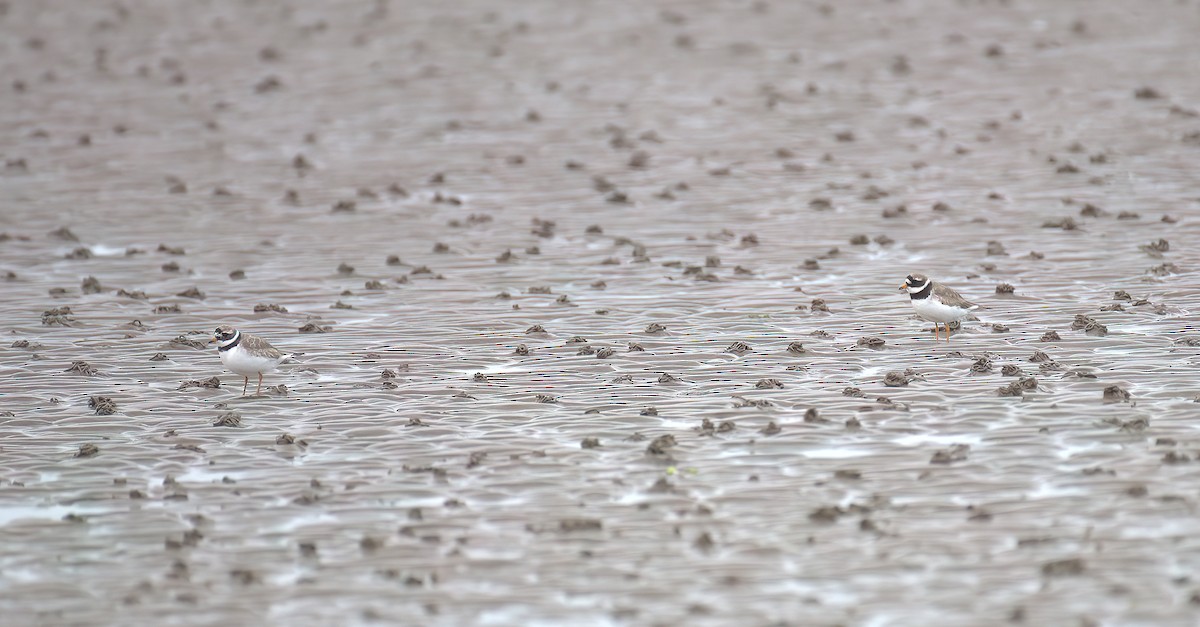 Common Ringed Plover - ML486347581