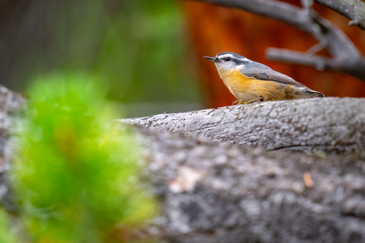 Red-breasted Nuthatch - ML486348071