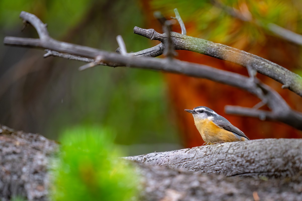 Red-breasted Nuthatch - ML486348081