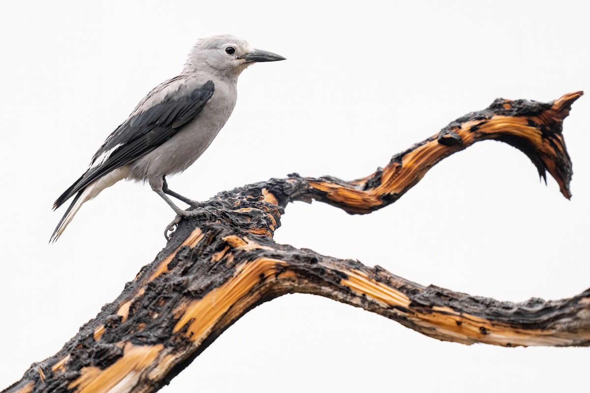 Clark's Nutcracker - ML486348141