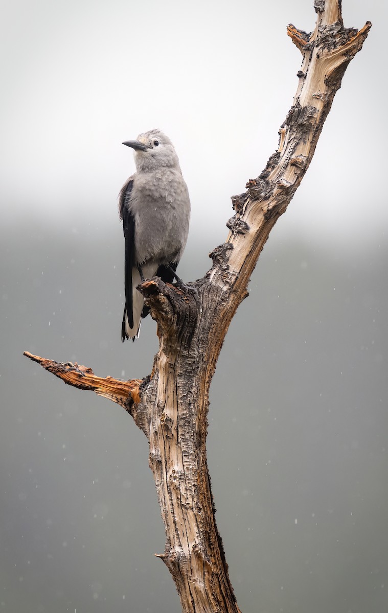 Clark's Nutcracker - ML486348161