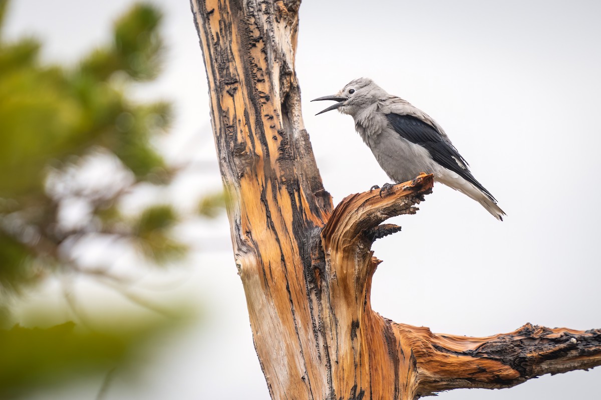 Clark's Nutcracker - ML486348191