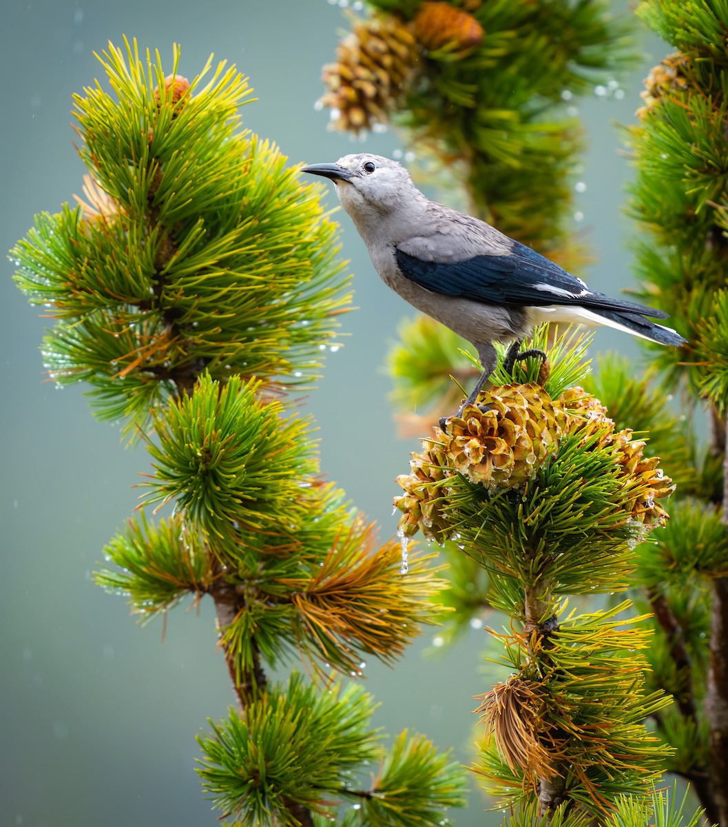 Clark's Nutcracker - ML486348201