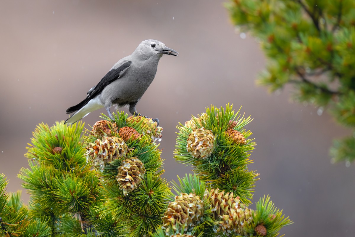 Clark's Nutcracker - ML486348211