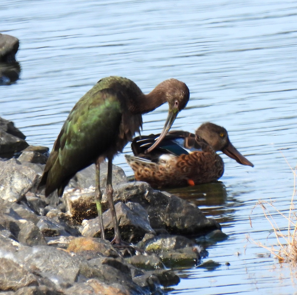 White-faced Ibis - ML486348591