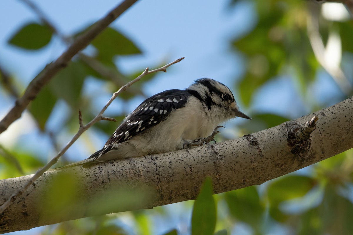 Downy Woodpecker (Rocky Mts.) - ML486348991