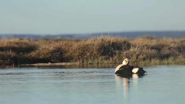 Eider à tête grise - ML486349