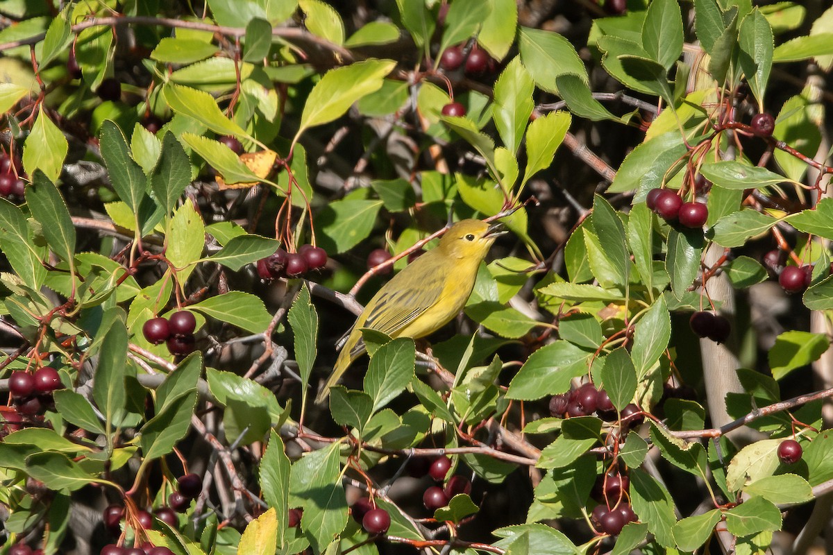 Yellow Warbler (Northern) - David Olsen