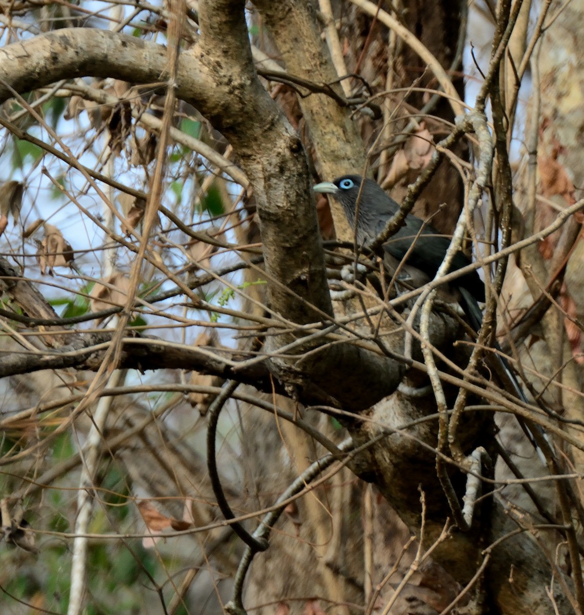 Blue-faced Malkoha - Kiron Vijay