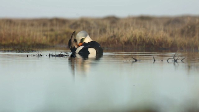 King Eider - ML486350