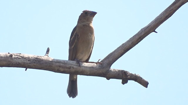 Blue Grosbeak - ML486350911