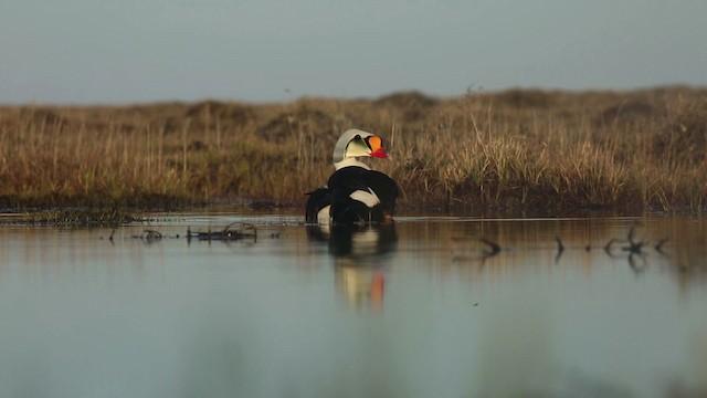 Eider à tête grise - ML486351