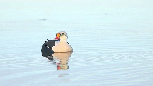 Eider à tête grise - ML486352