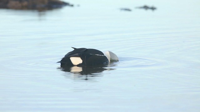 Eider à tête grise - ML486353