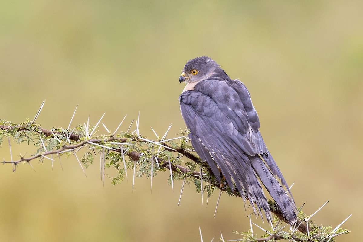 African Goshawk (Eastern) - ML486353531