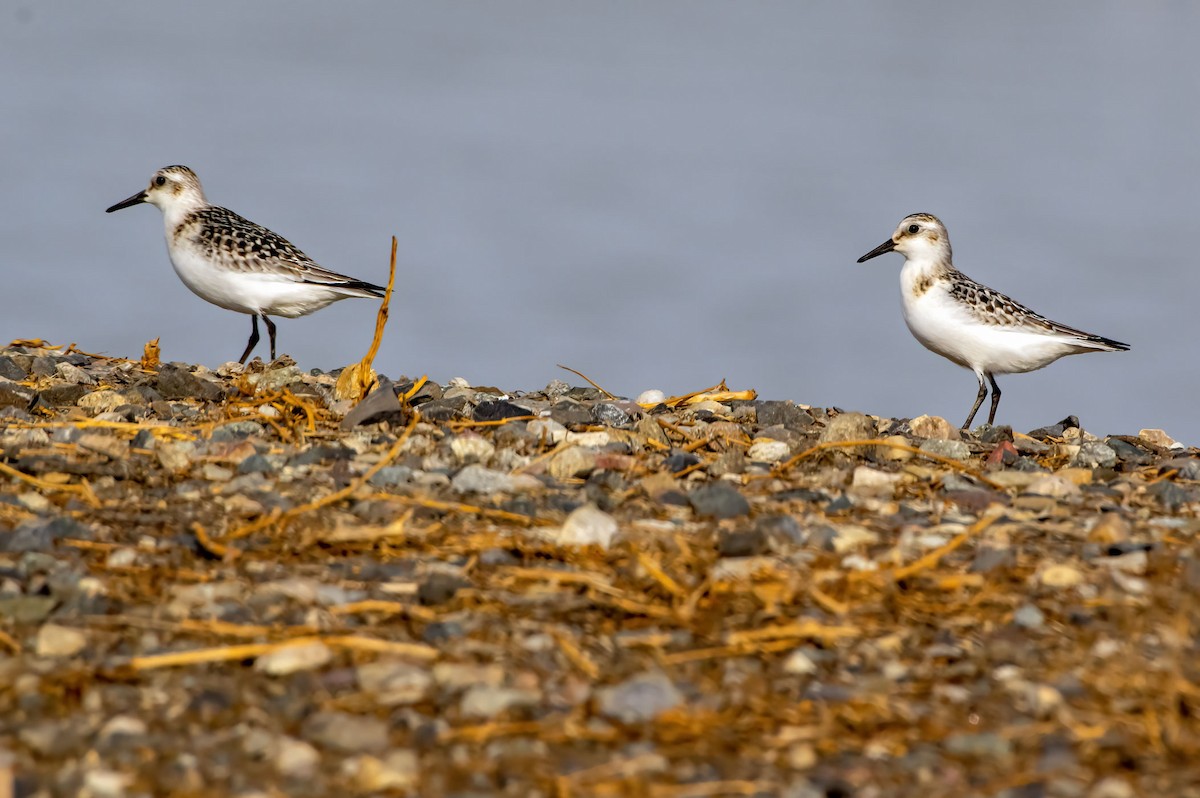 Bécasseau sanderling - ML486353871