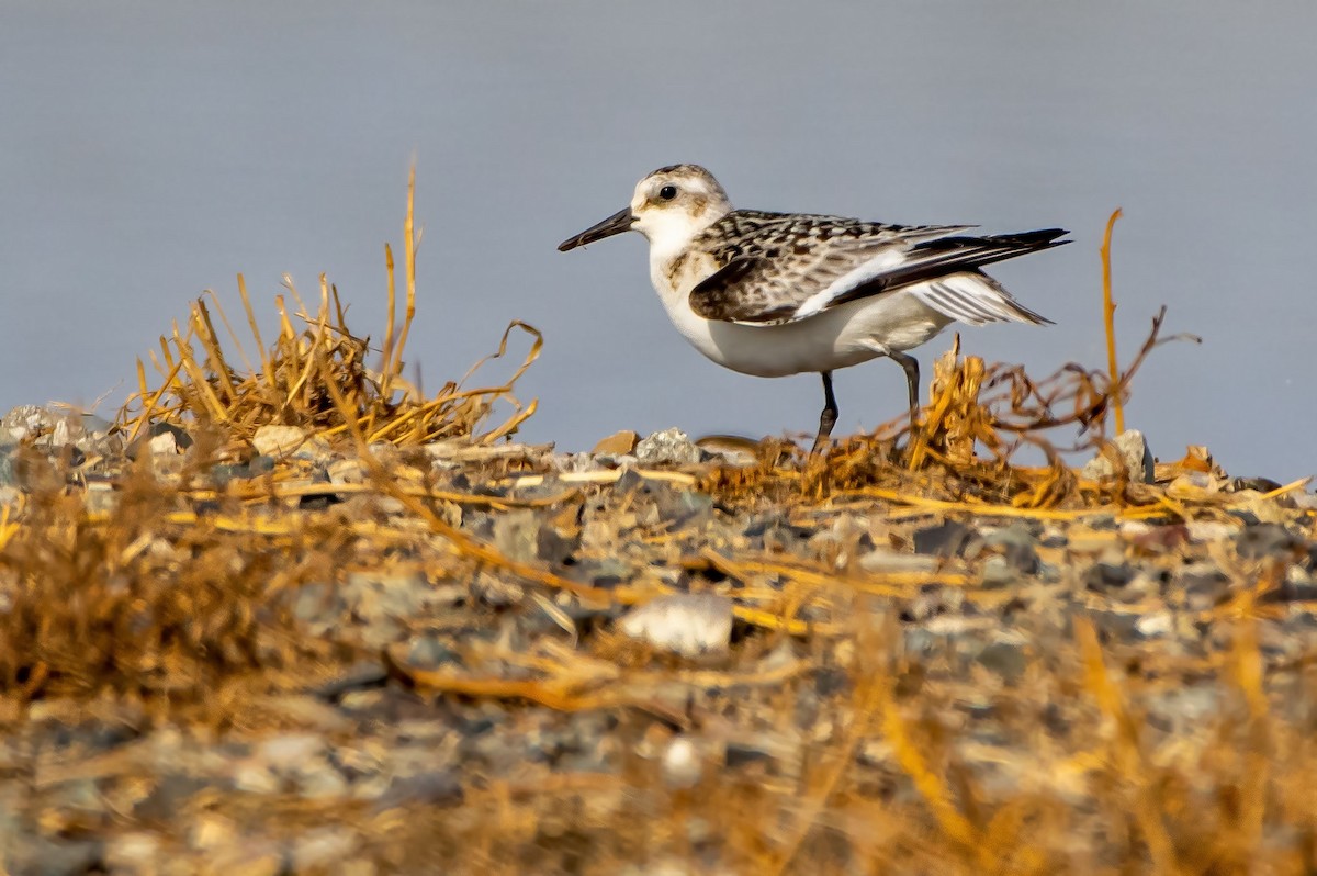 Bécasseau sanderling - ML486353891